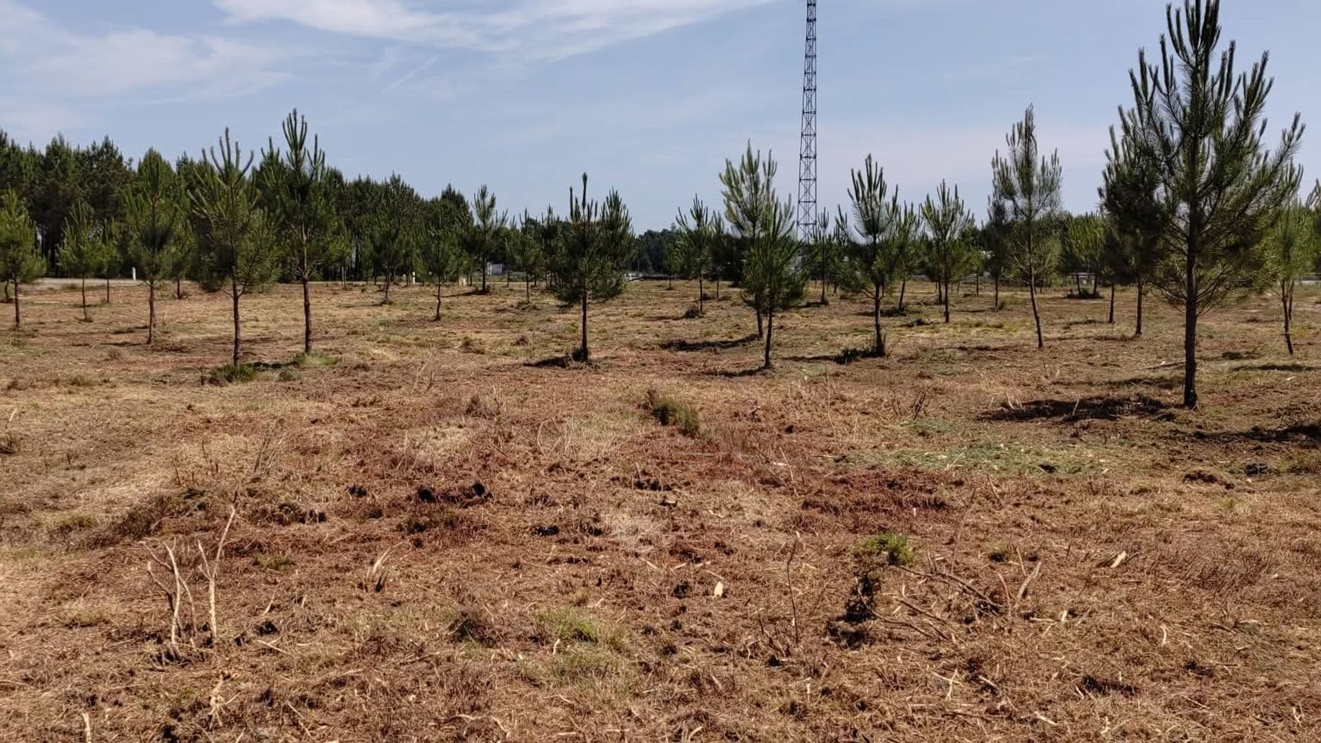 Parcelle de forêt de pins maritimes débroussaillée dans les Landes