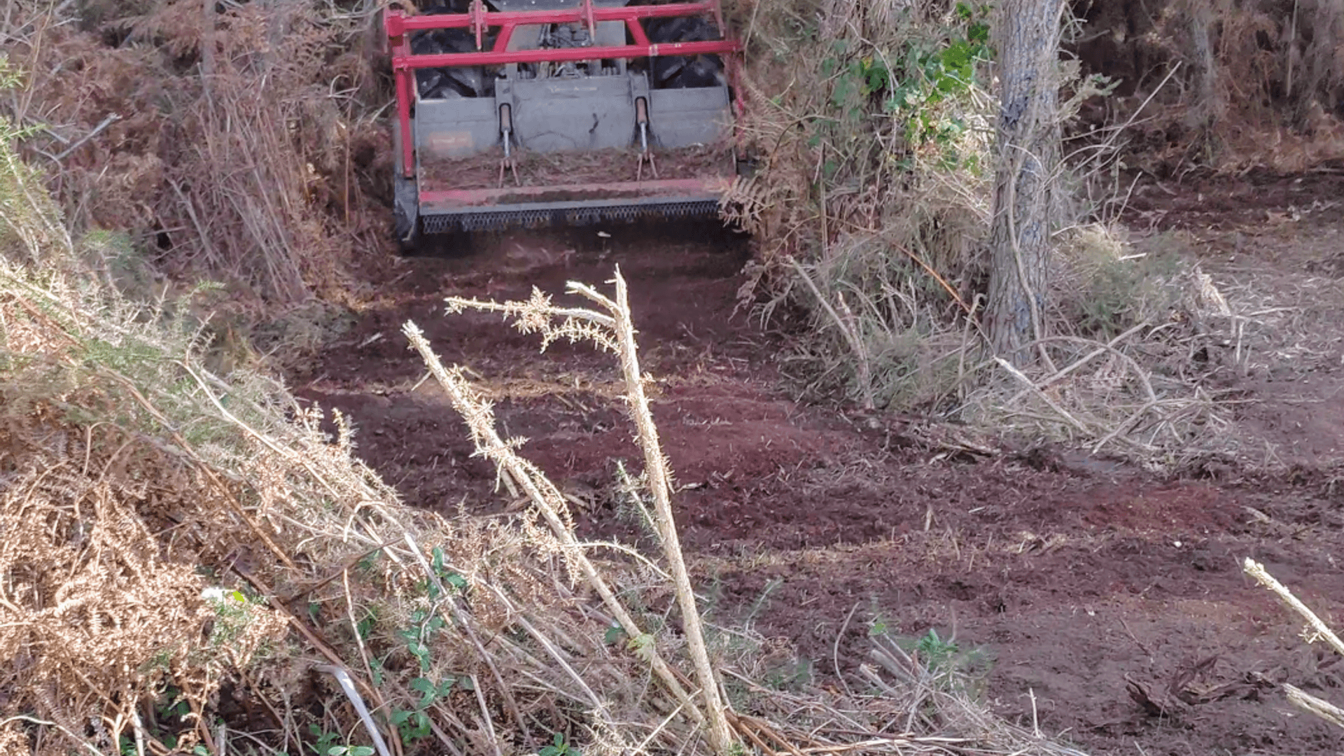 Travaux forestiers et abattage de pins maritimes dans les Landes